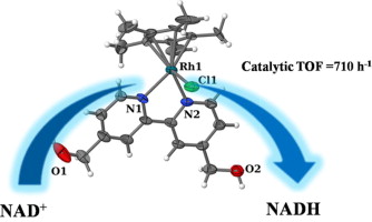 Functionalized bipyridyl rhodium complex capable of electrode attachment for regeneration of NADH, Polyhedron, 2013, 57, 52–56