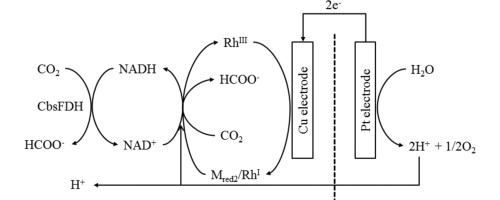 Conversion of CO2 to formate in an electroenzymatic cell using Candida boidinii formate dehydrogenase, Journal of Molecular Catalysis B: Enzymatic, 2014, 102, 9–15