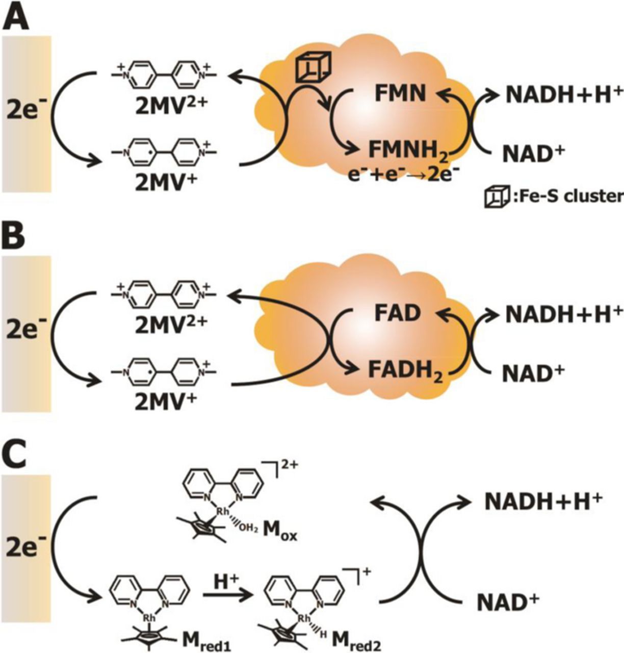 Communication—highly efficient electroenzymatic nadh regeneration by an electron-relay flavoenzyme, Journal of the Electrochemical Society, 2016, 163, 5, G50–G52