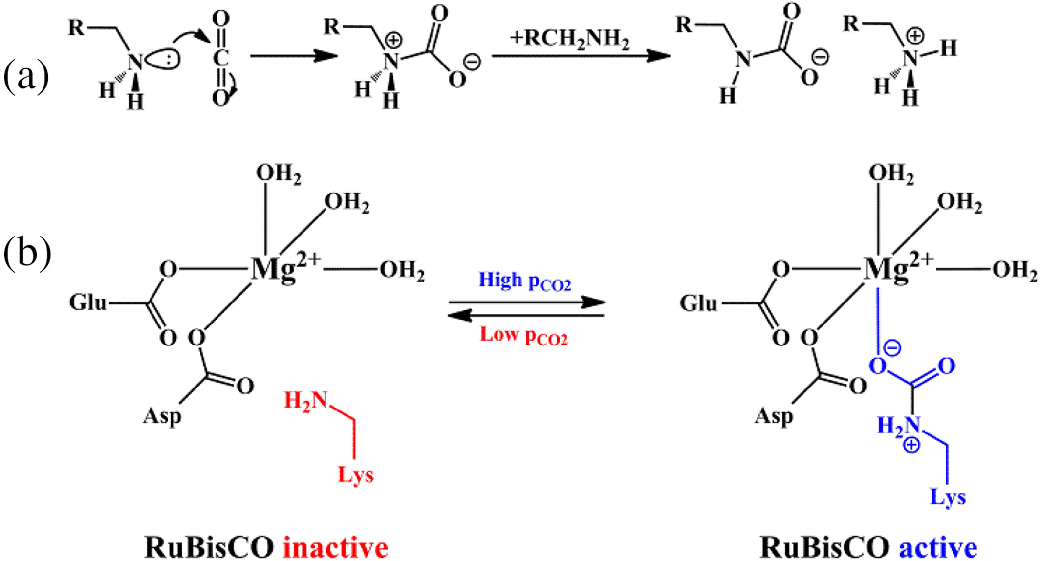 A CO2 Absorbent Articulated by Imitating the RuBisCO Regulation Site, Bulletin of the Korean Chemical Society, 2021, 42, 2, 235–239